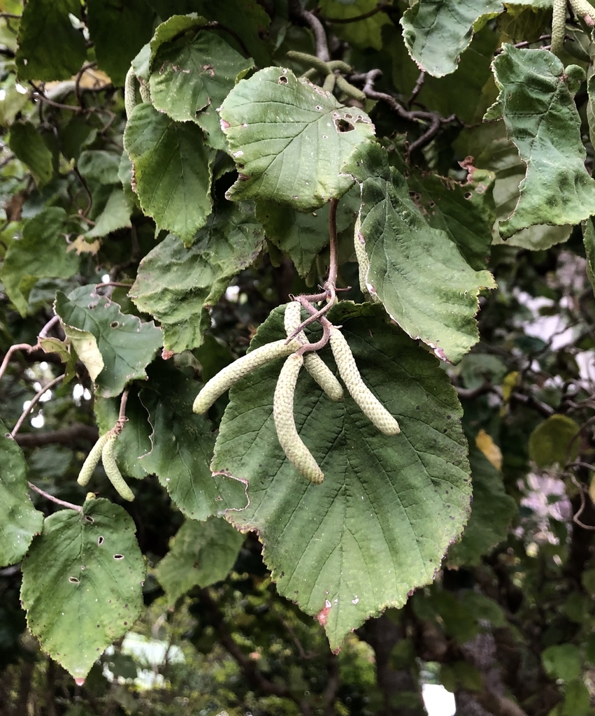Leaves and catkins, late fall, Wake Co. NC