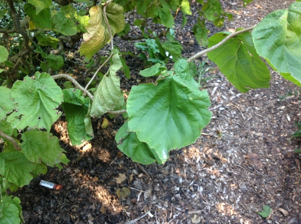 Corylus avellana