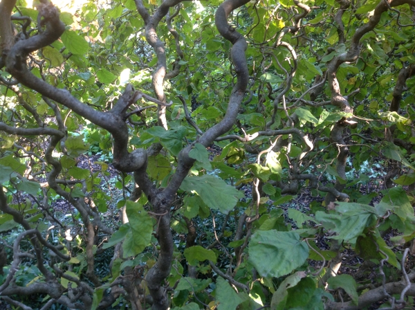 Corylus avellana