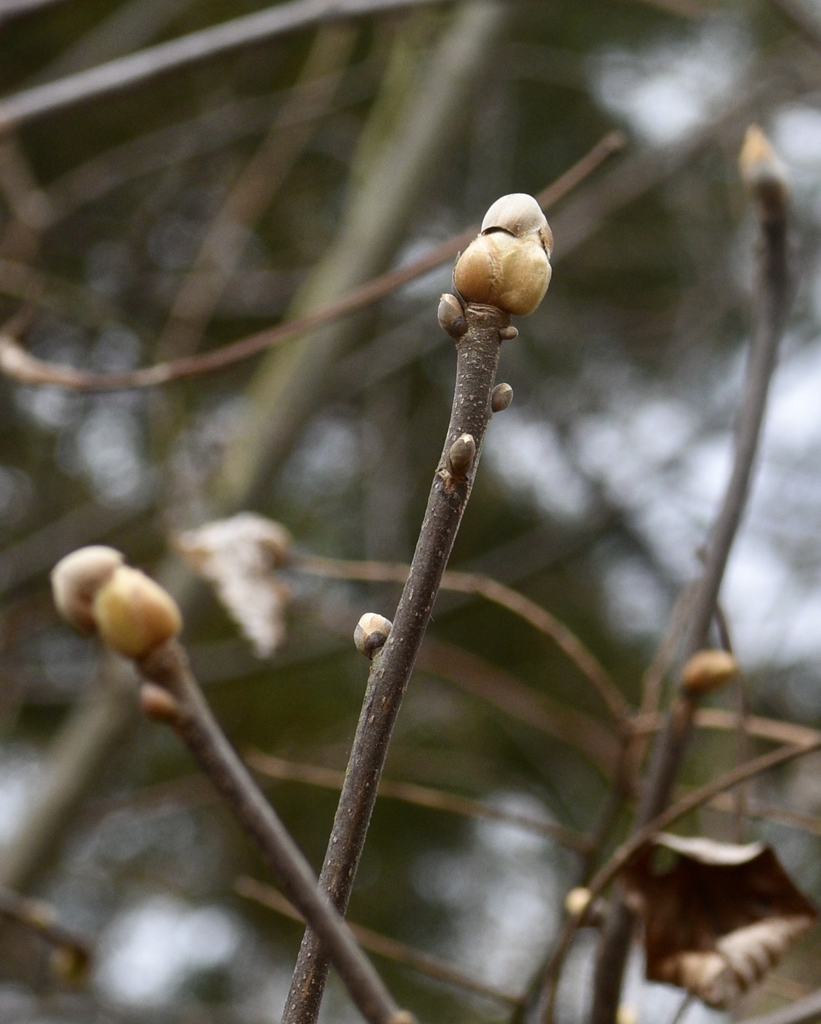 Twig & Buds - March - Wake Co., NC