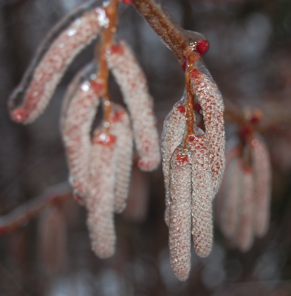 Corylus Americana
