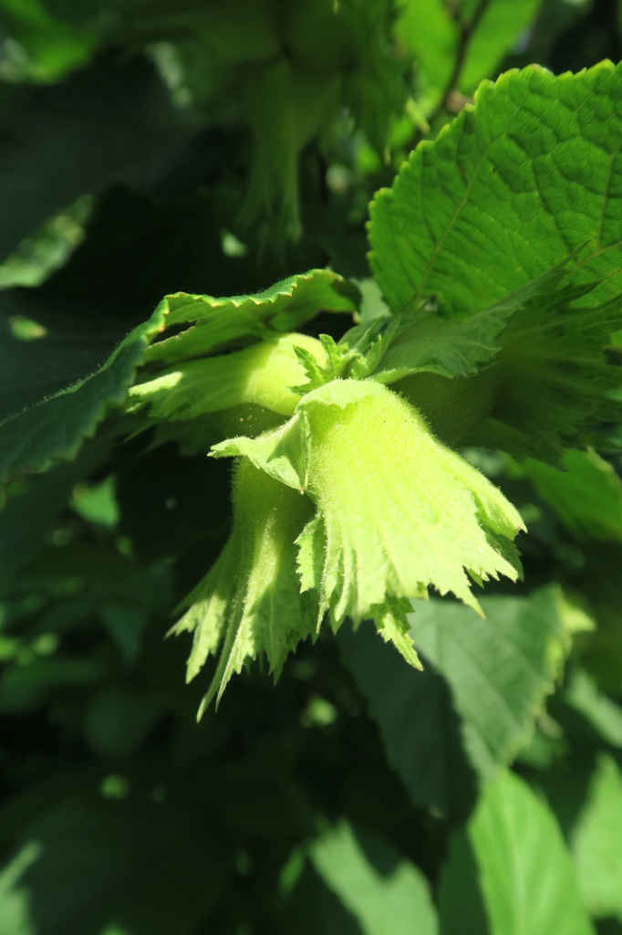 leaves
