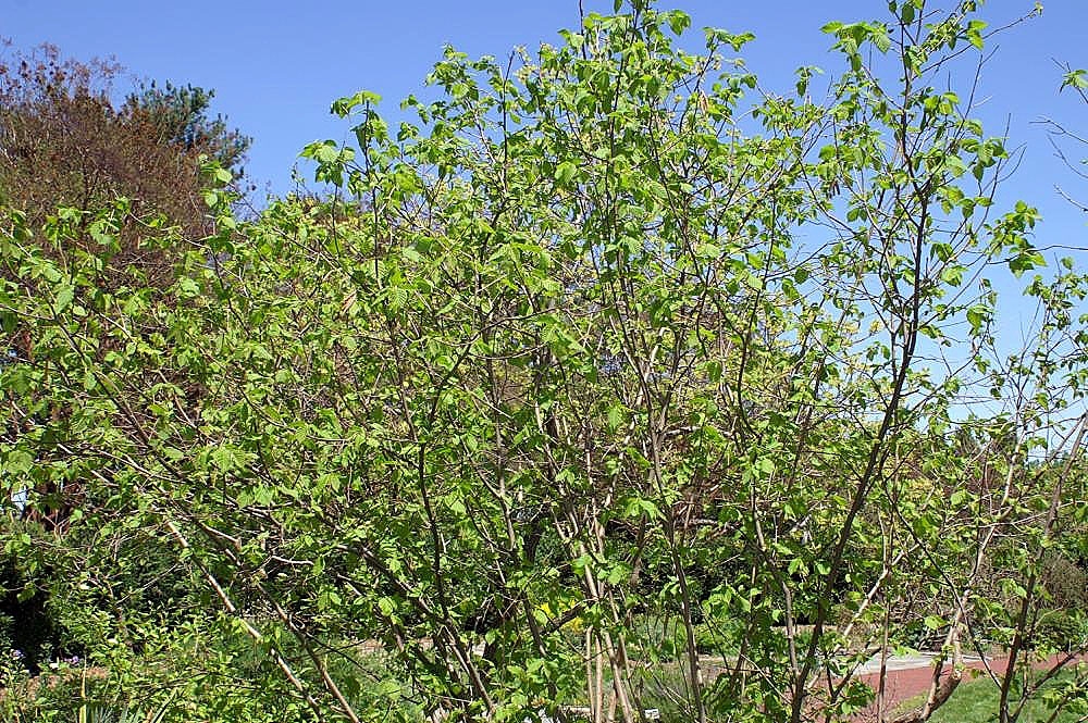 Corylus americana