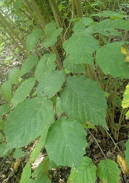 Corylus americana
