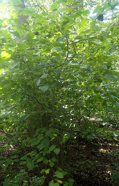 Corylus americana