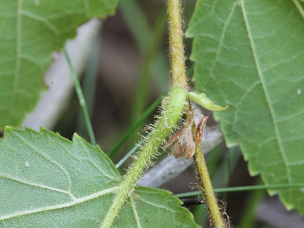 Corylus americana