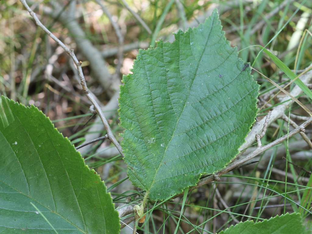 leaves