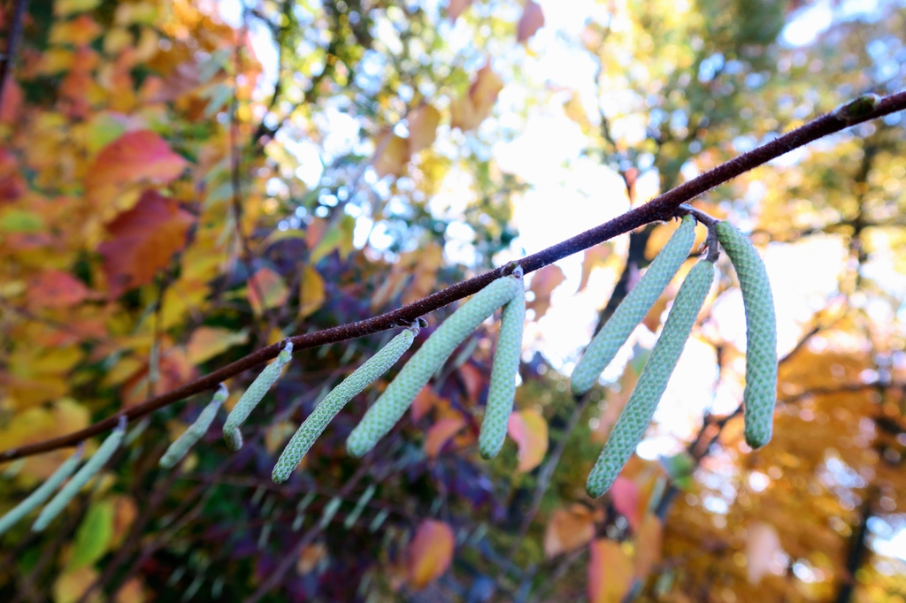 branches