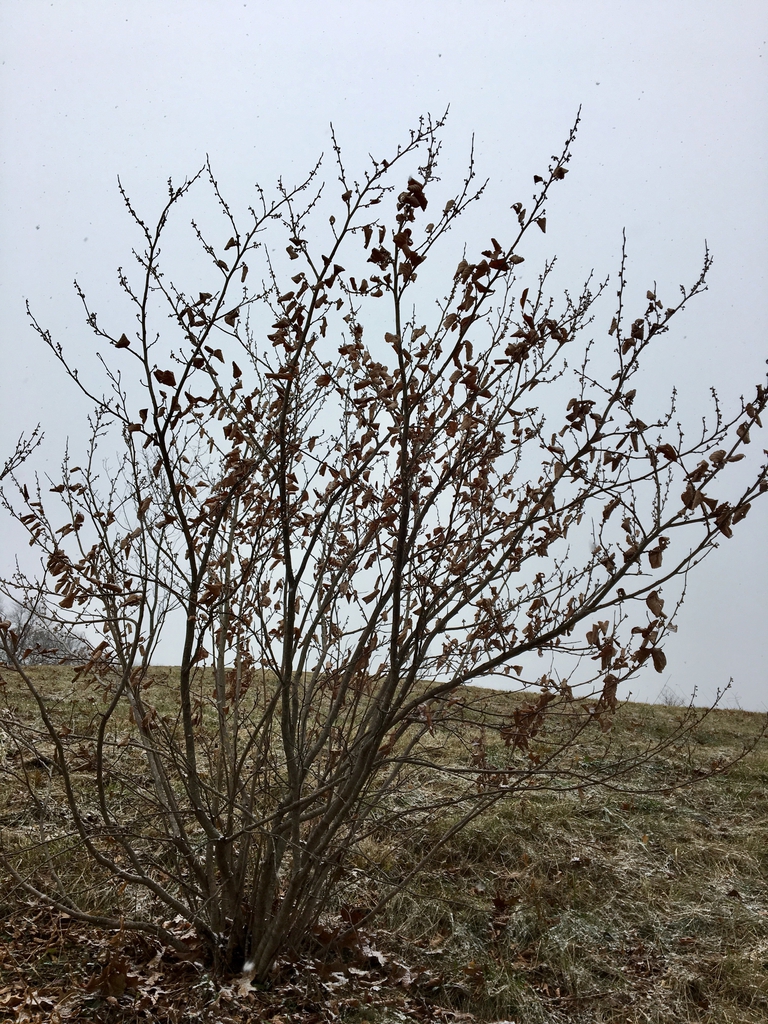 branches