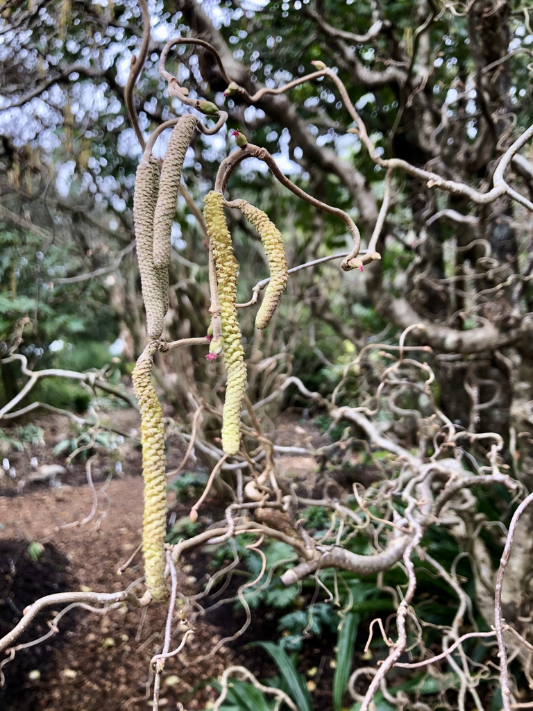 Corylus avellana