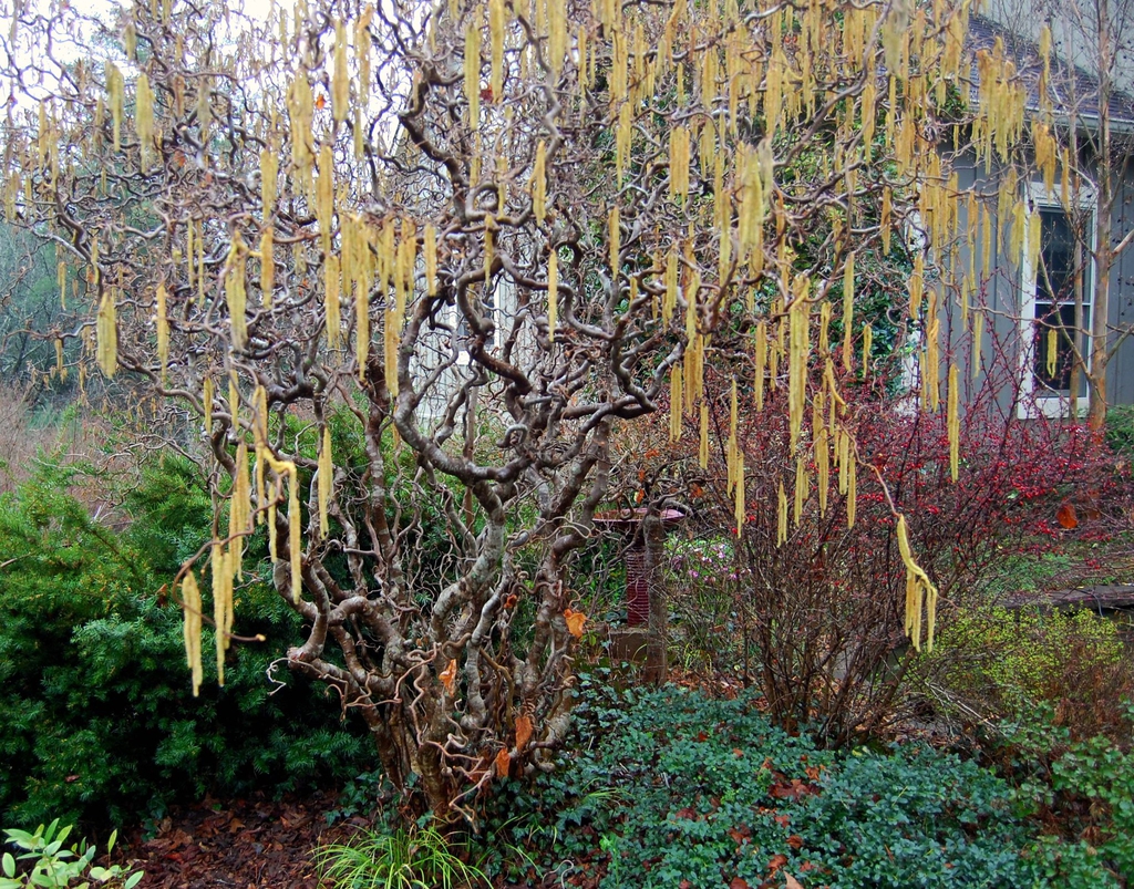 Spring form