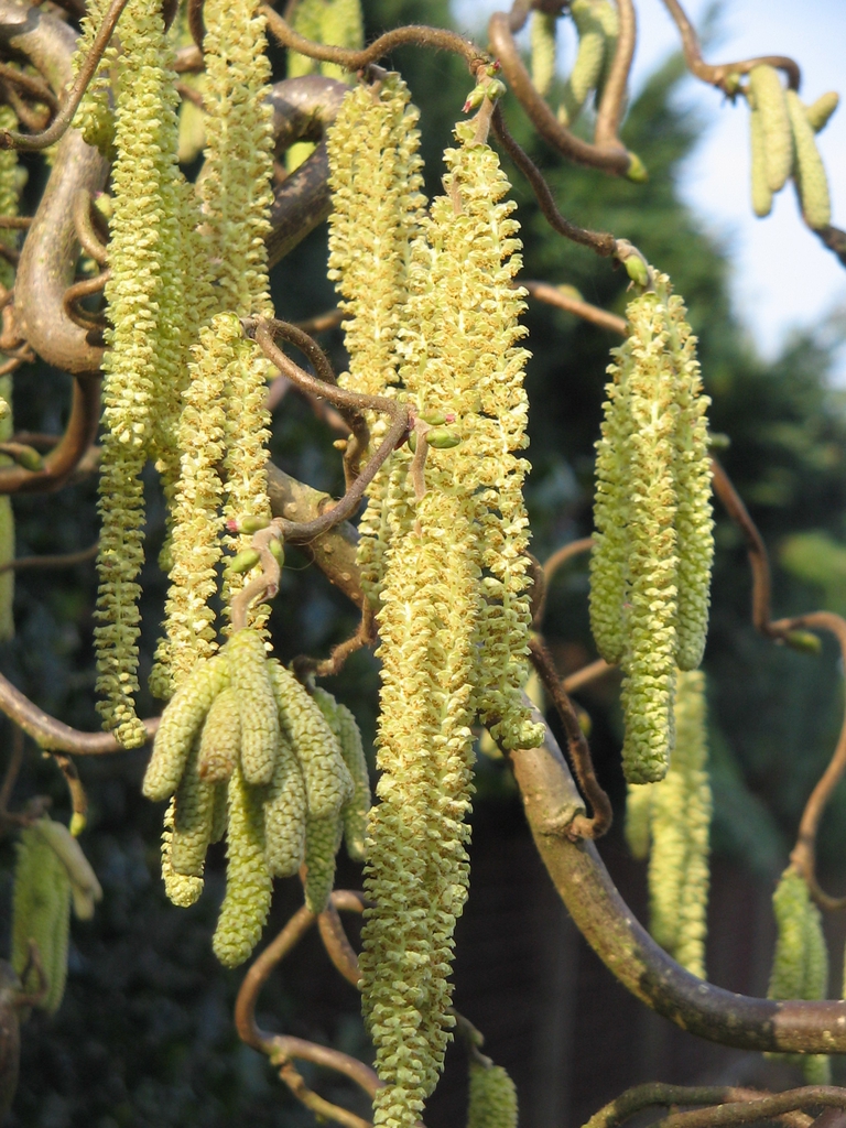 Male catkins