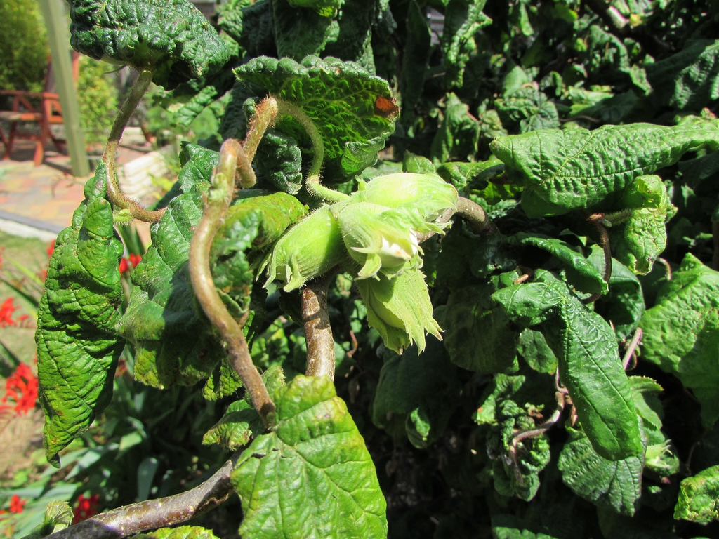 Fruits forming