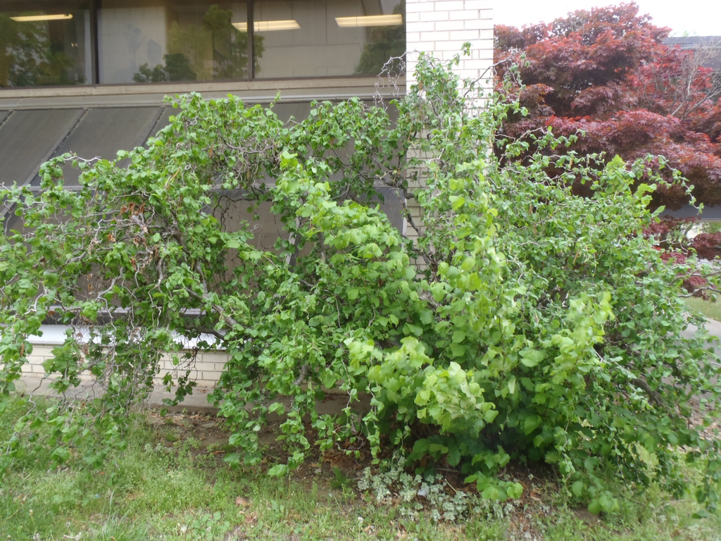 Corylus avellana