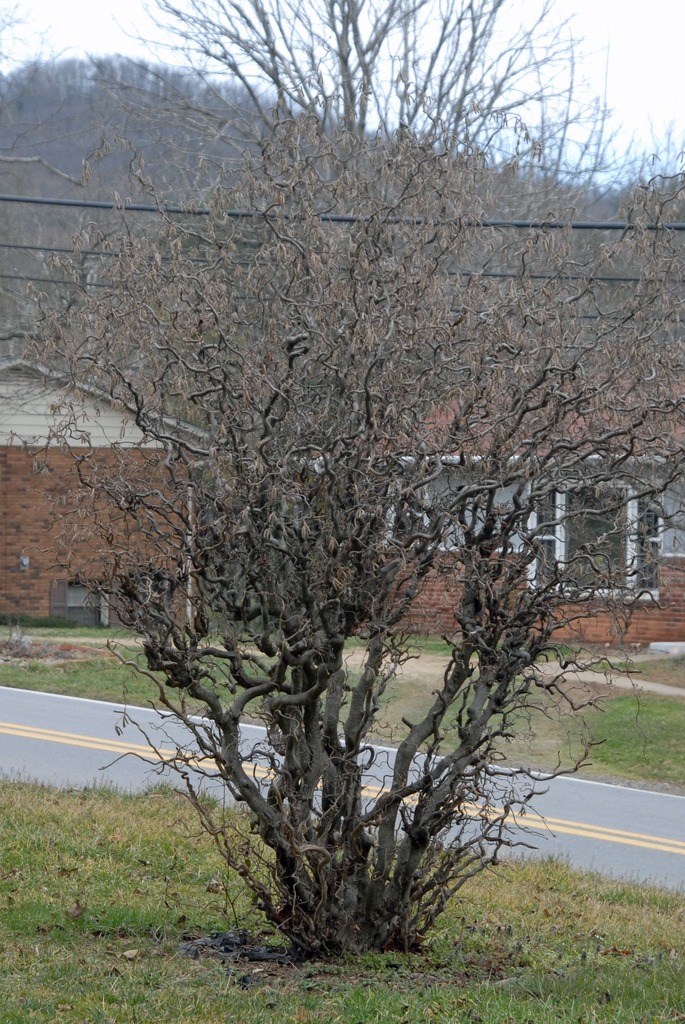 Corylus avellana