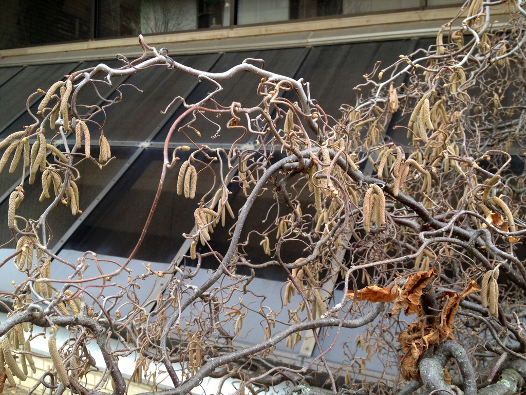 Corylus avellana