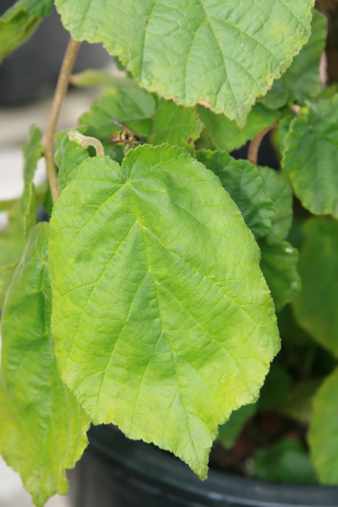Leaves