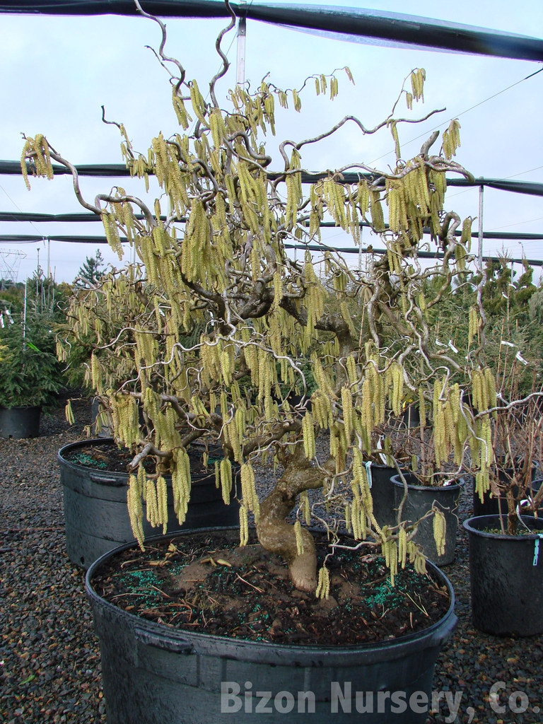 Corylus Avellana