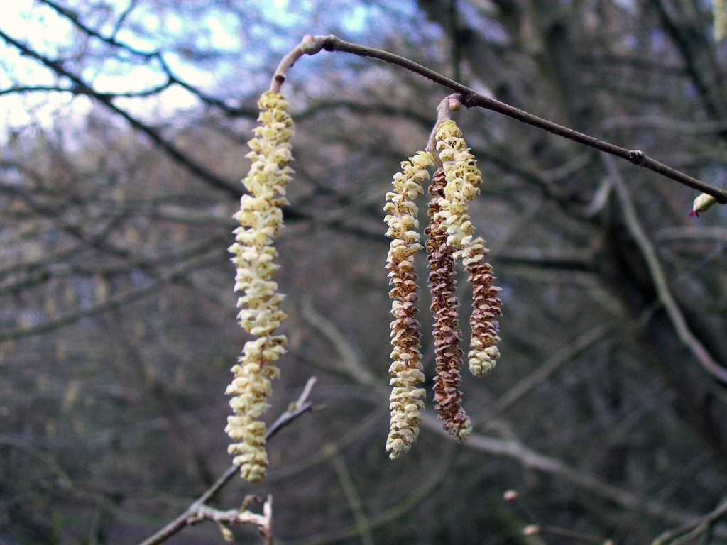 Corylus Avellana