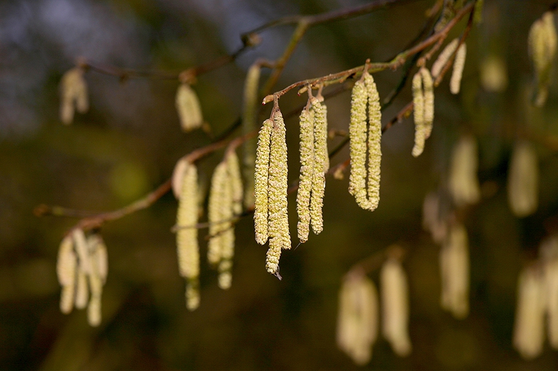 Corylus Avellana