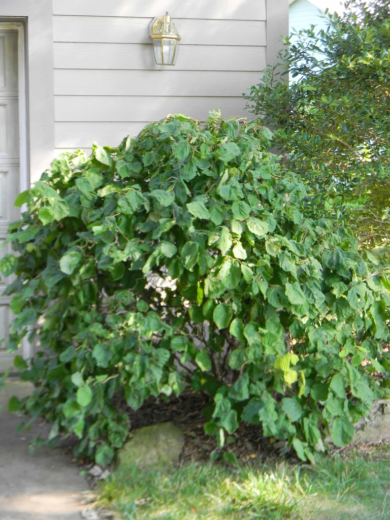 Corylus avellana