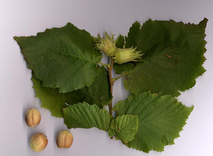 leaves