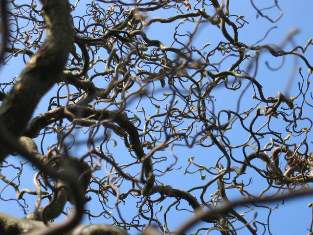 Contorted stems