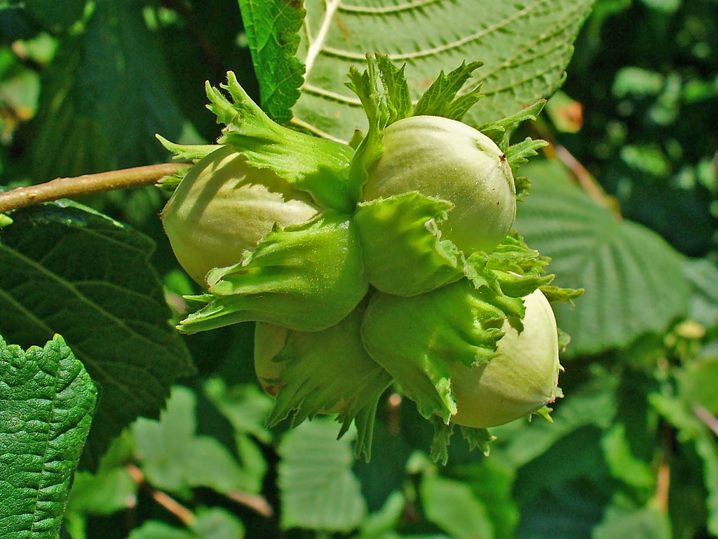 leaves and nuts