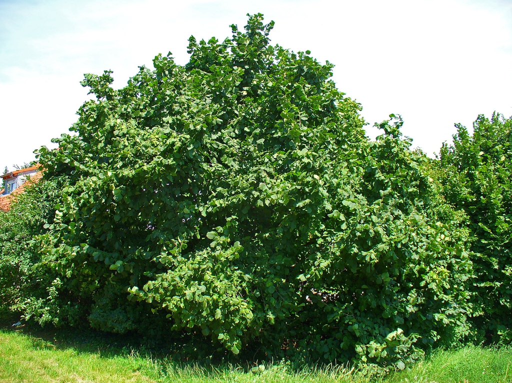leaves