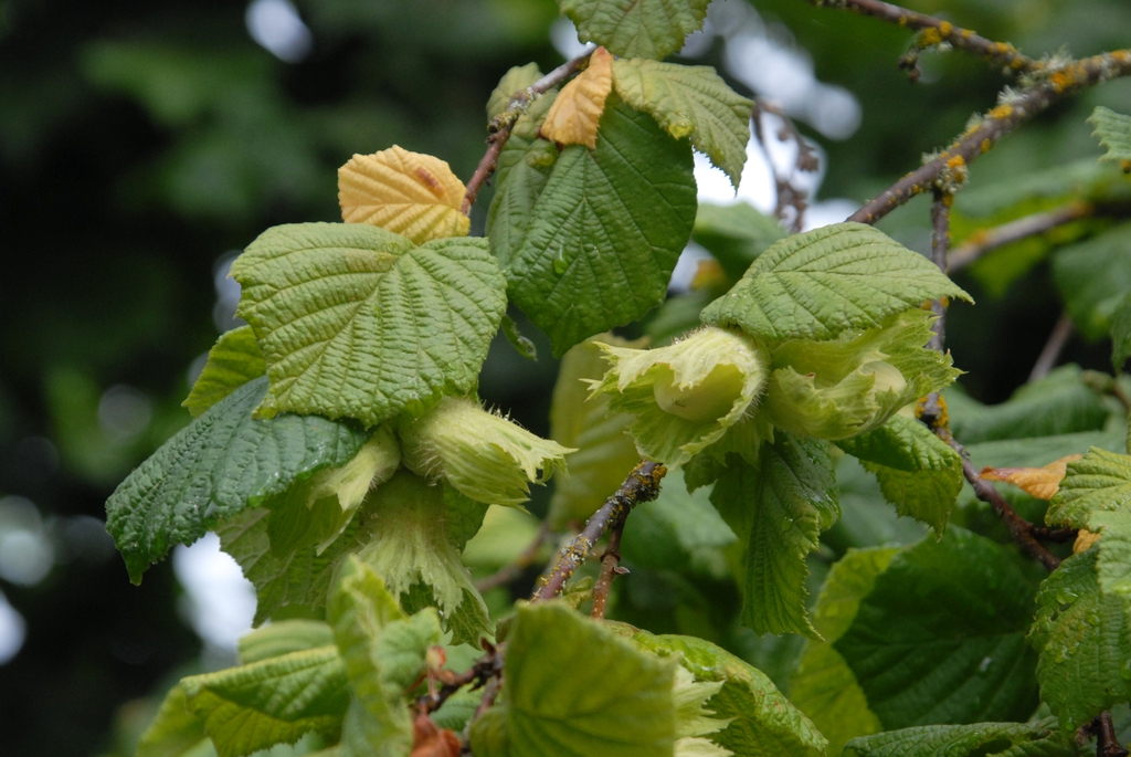 Corylus avellana Leaves