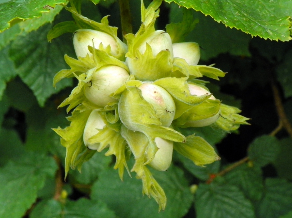 leaves and nuts