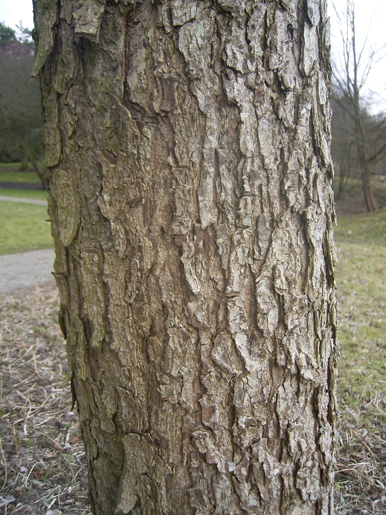 Corylus colurna