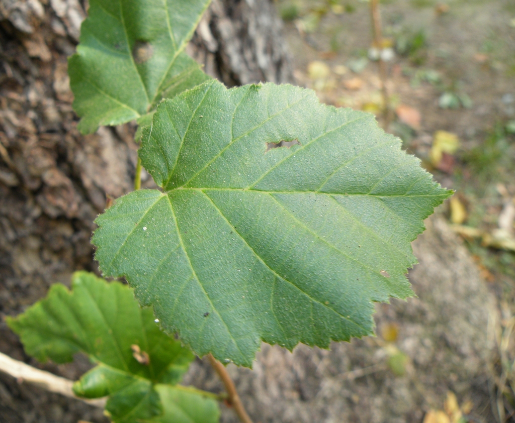 Corylus colurna