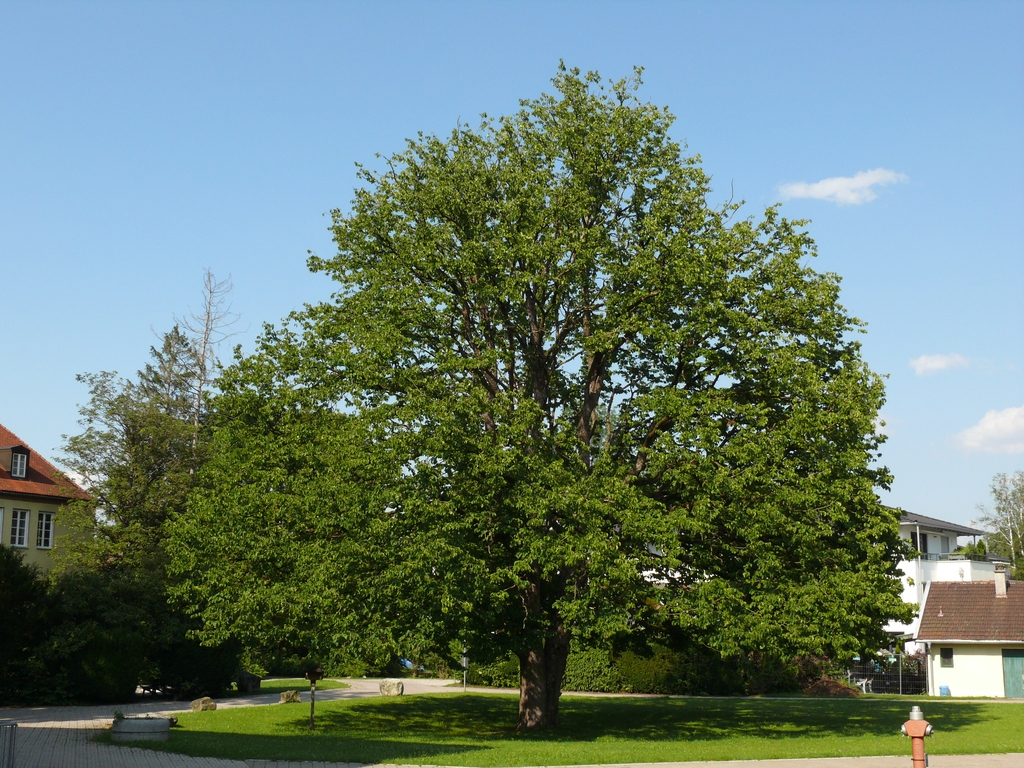 Corylus colurna