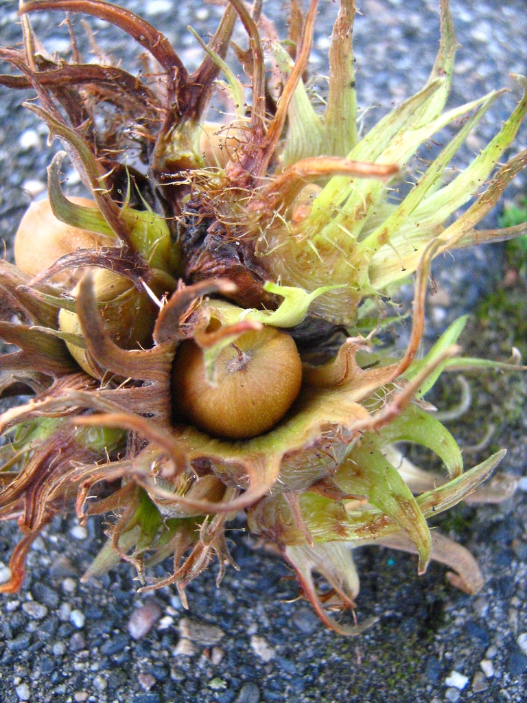 Corylus colurna
