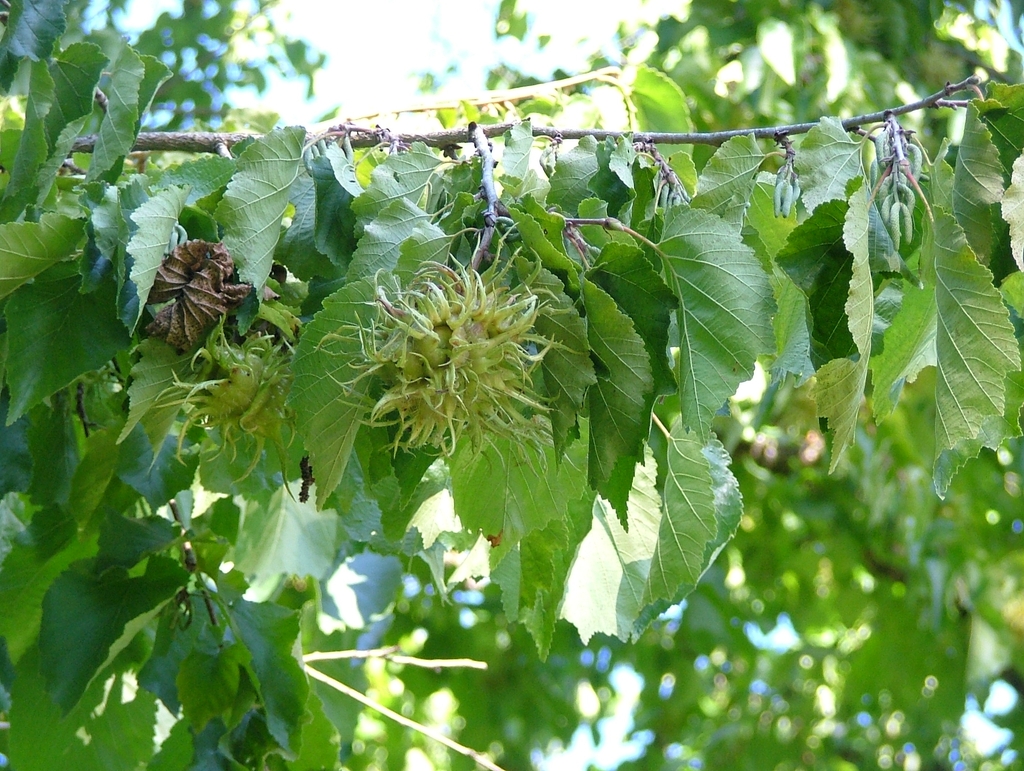 Corylus colurna