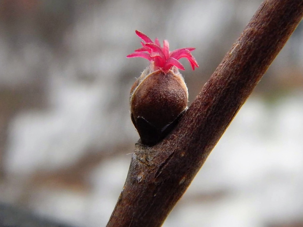 Female flower