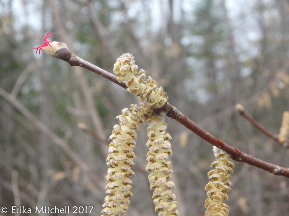 Male and female flower