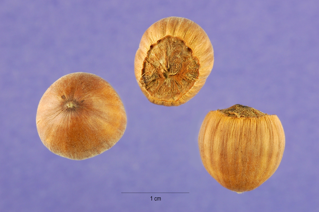 Fruit