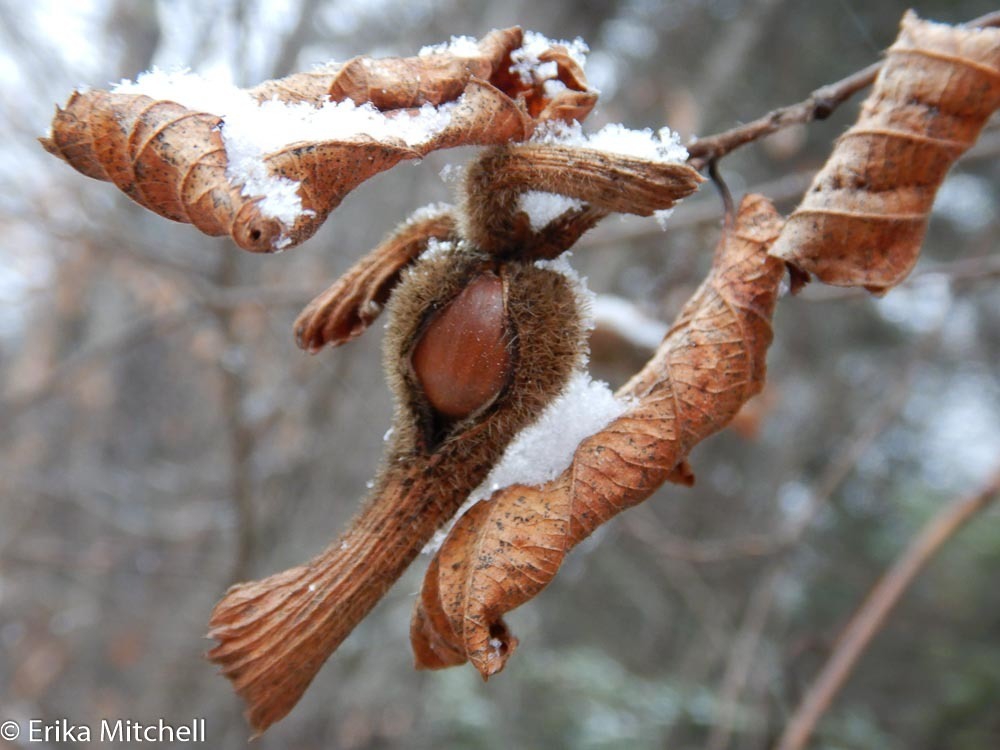 Fruit