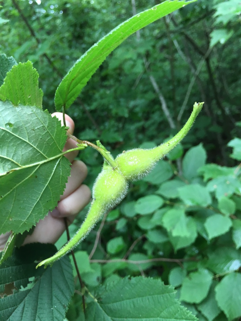 Fruit