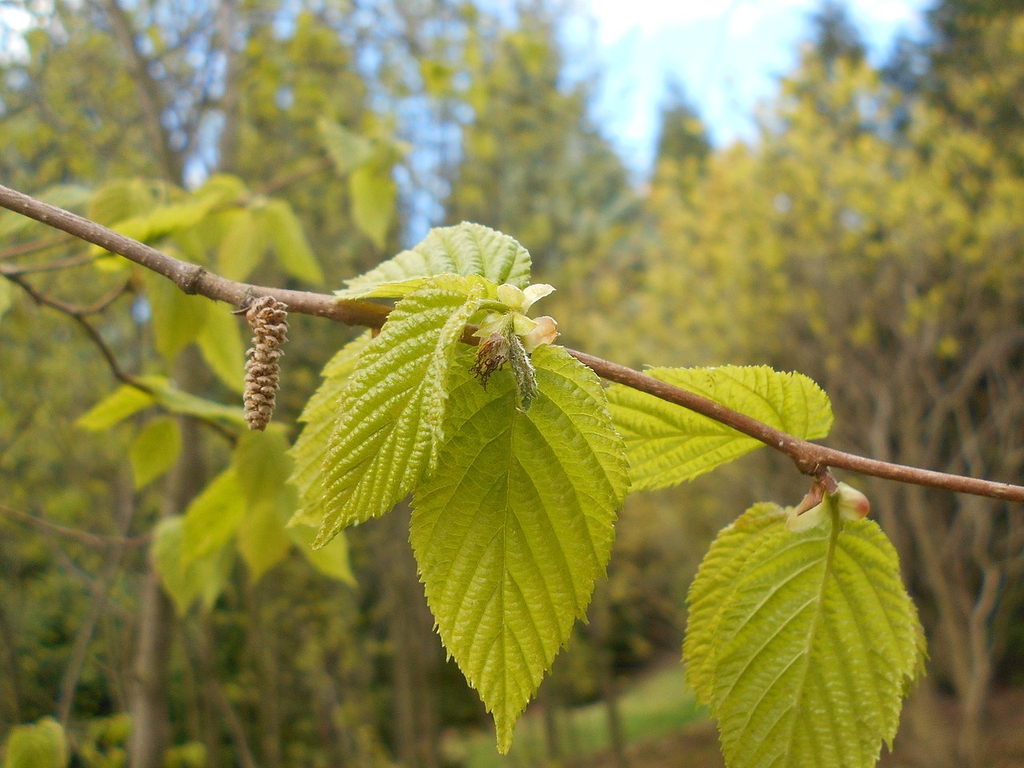 Leaves