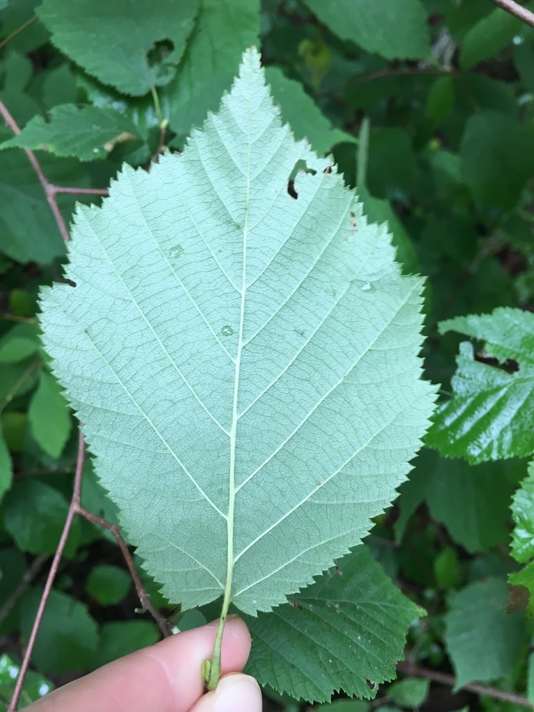 Underside of leaf
