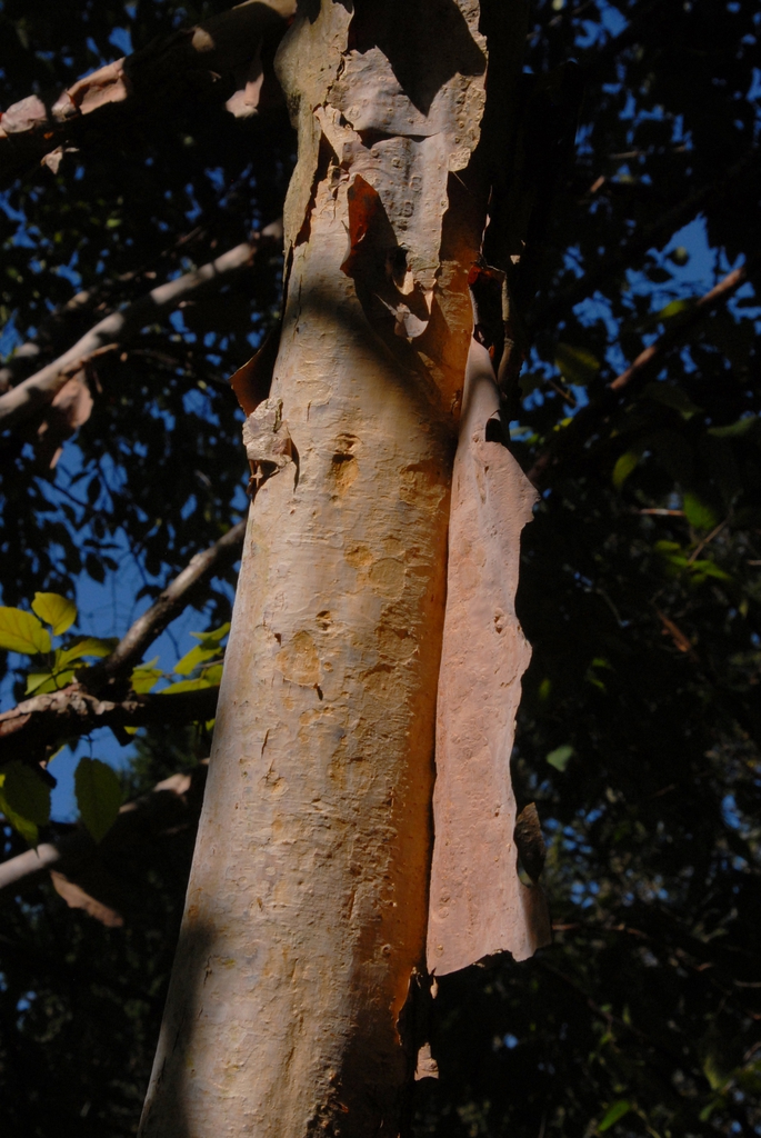 Corylus fargesii