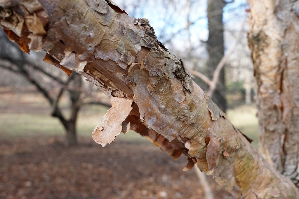 Corylus fargesii