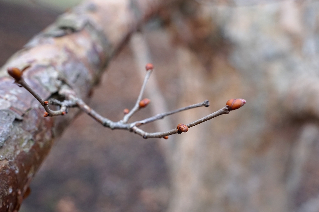 Corylus fargesii