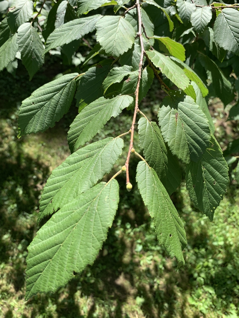 Corylus fargesii
