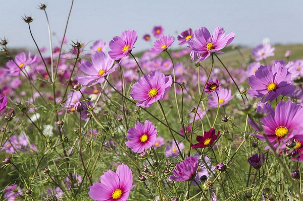 Cosmos spp.