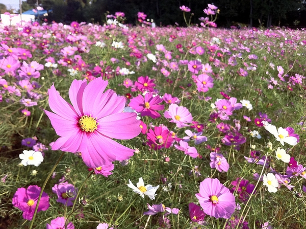 Cosmos bipinnatus