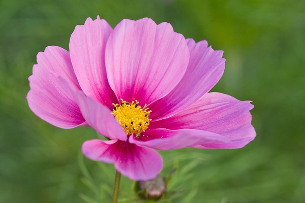 Cosmos bipinnatus